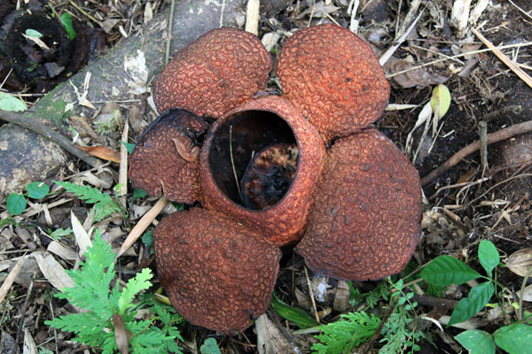 Rafflesia